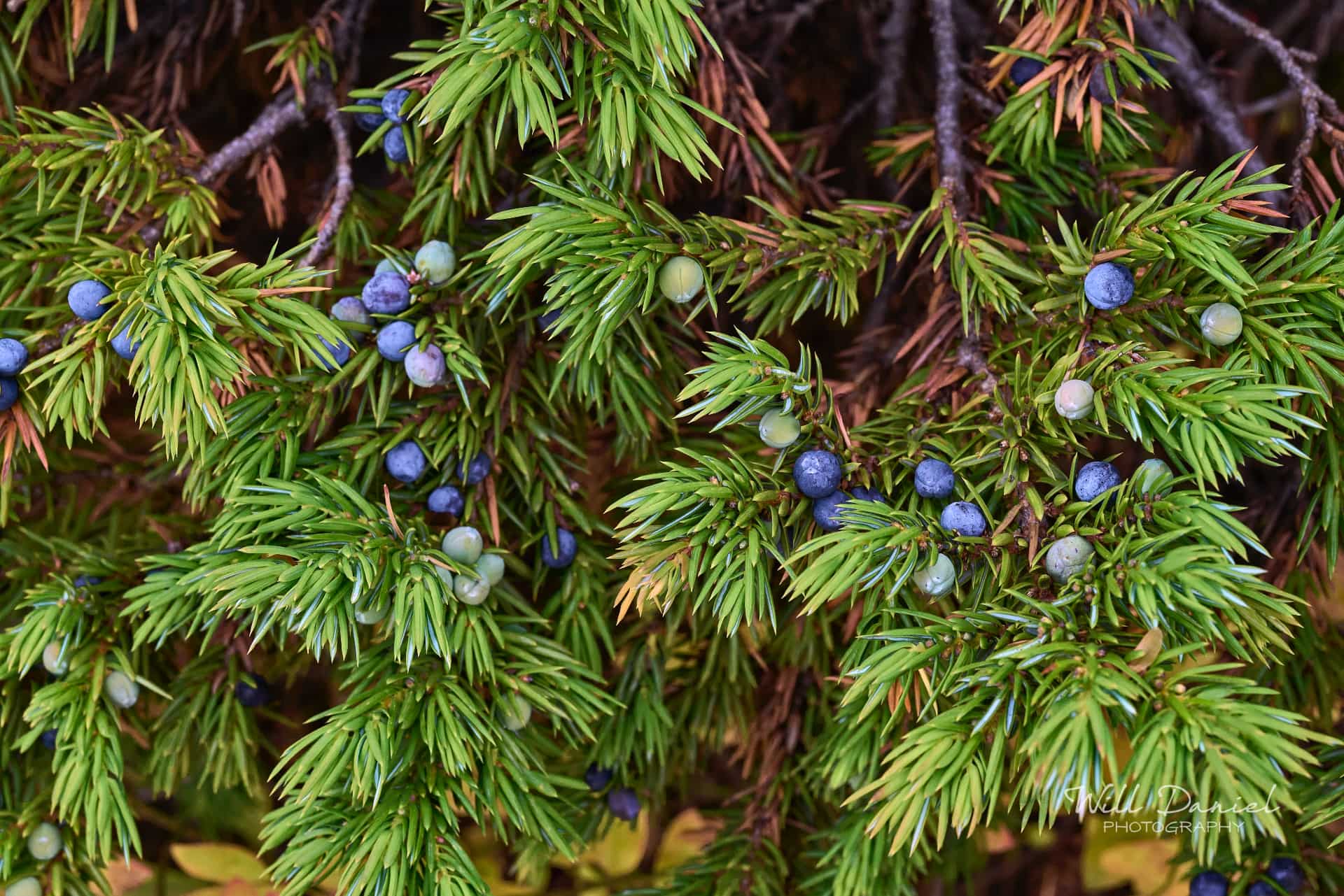 Rocky Mountain National Park 6619