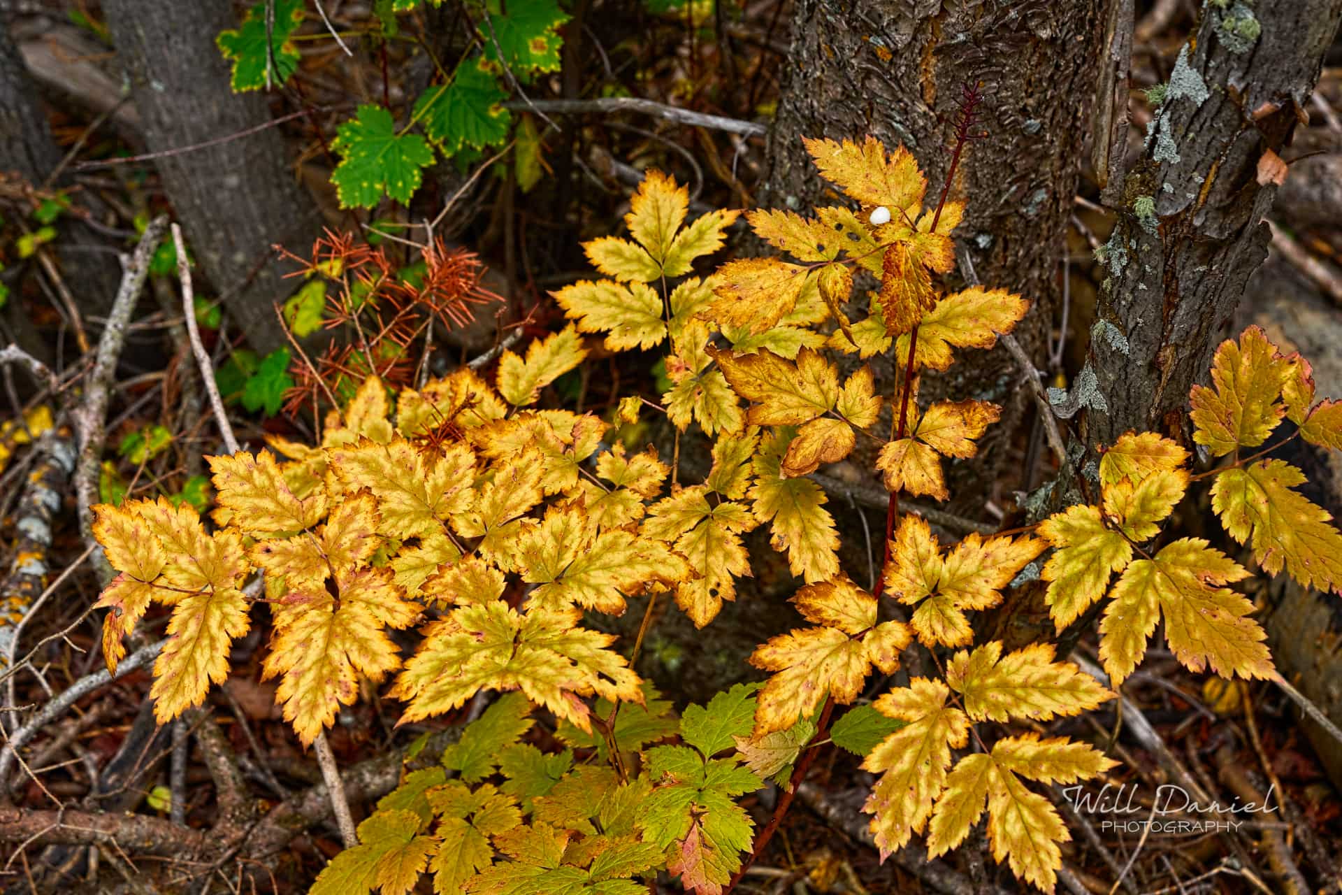 Rocky Mountain National Park 503097