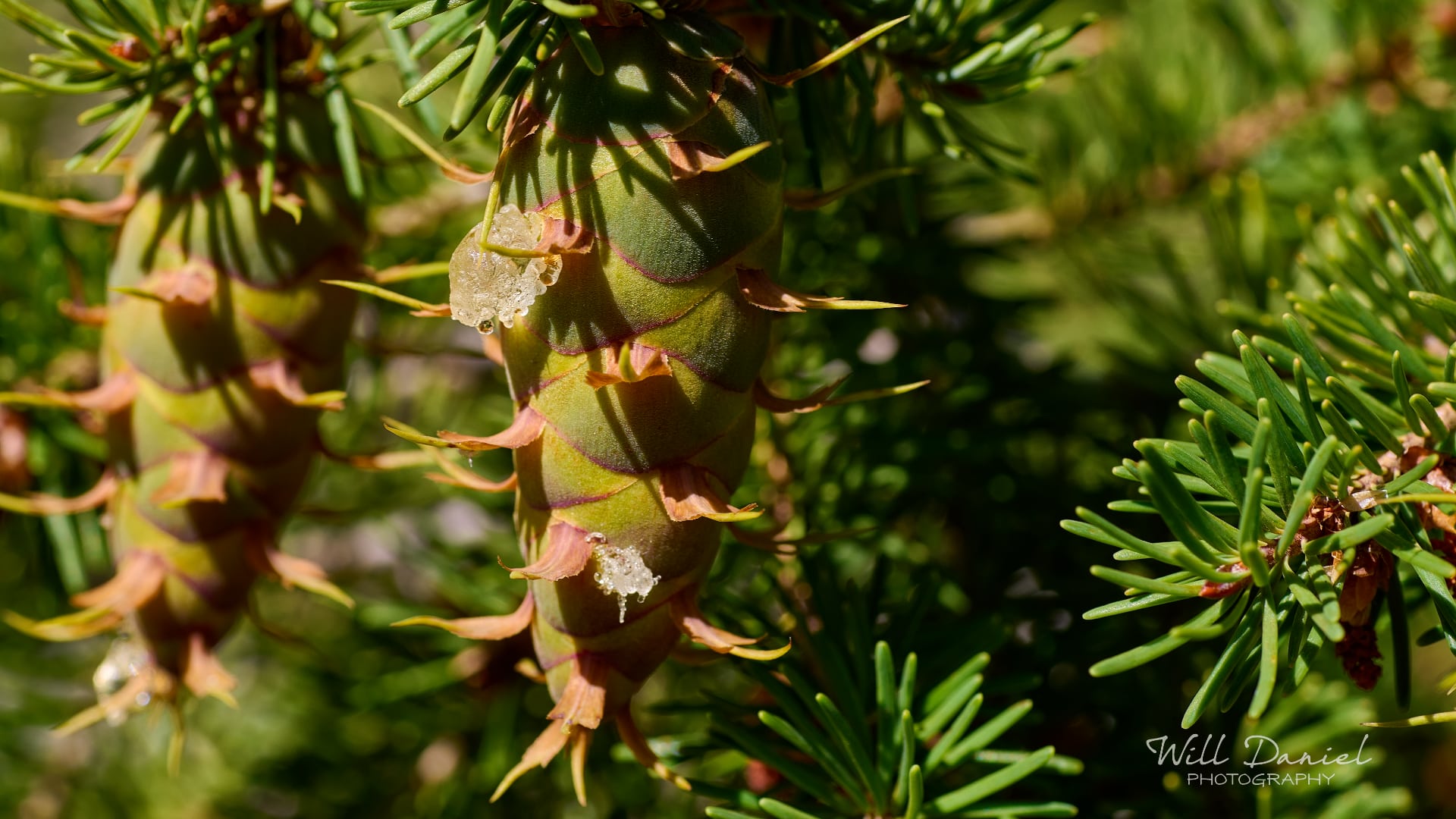 Rocky Mountain National Park trail photo