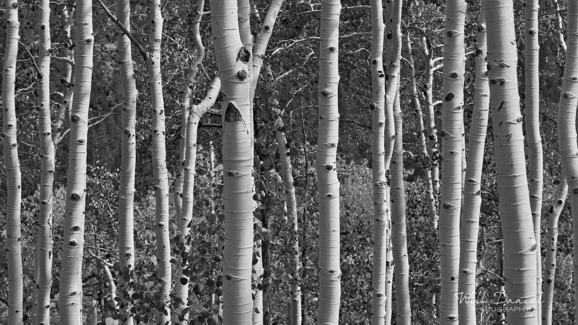 Rocky Mountain National Park trail photo