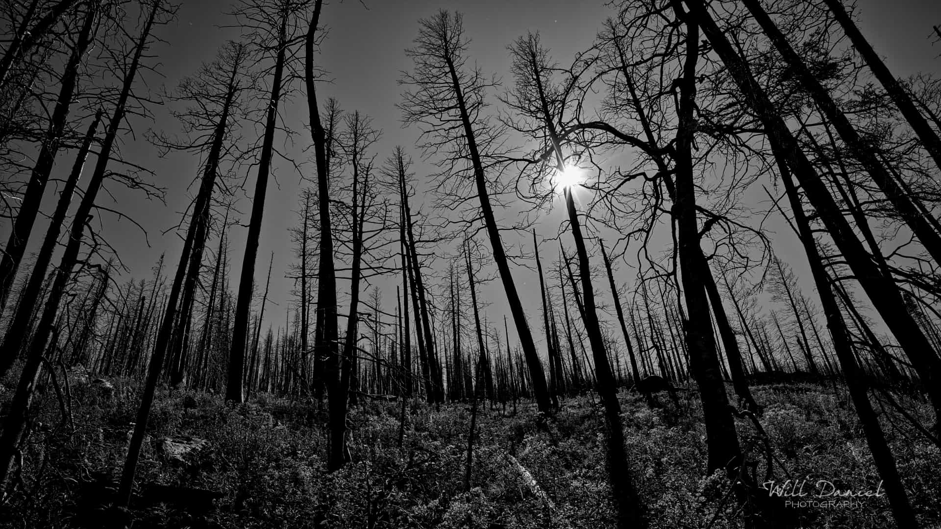 Rocky Mountain National Park trail photo