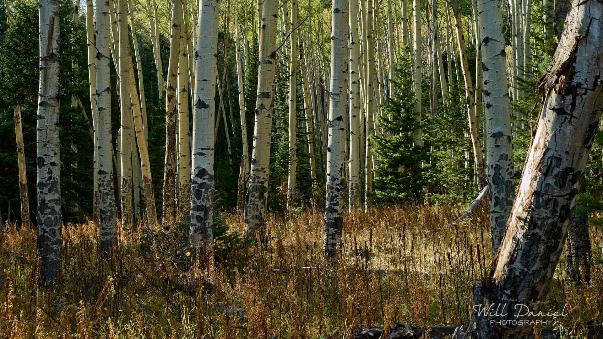 Rocky Mountain National Park trail photo