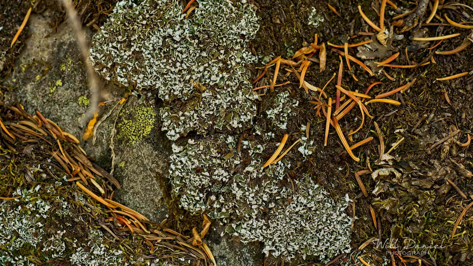 Rocky Mountain National Park trail photo