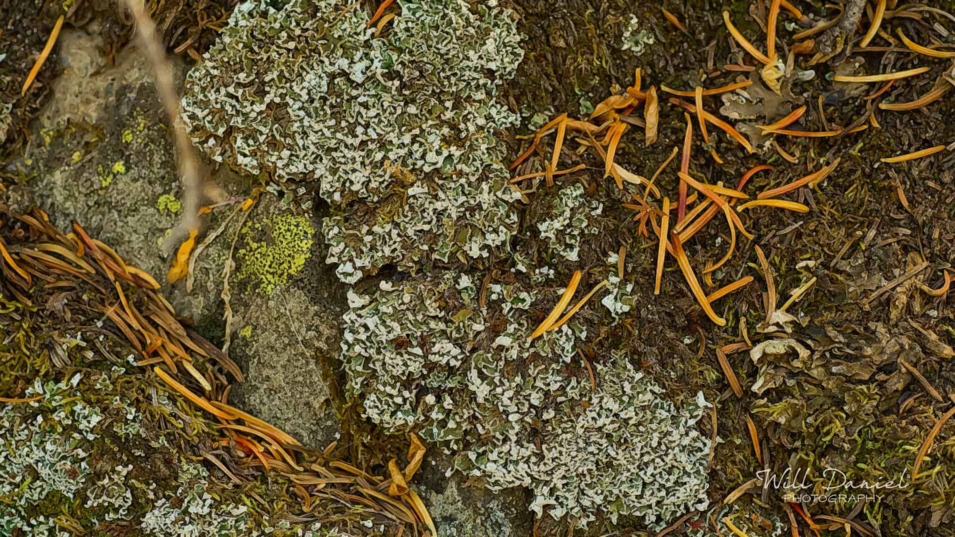 Colorado Remix Photos