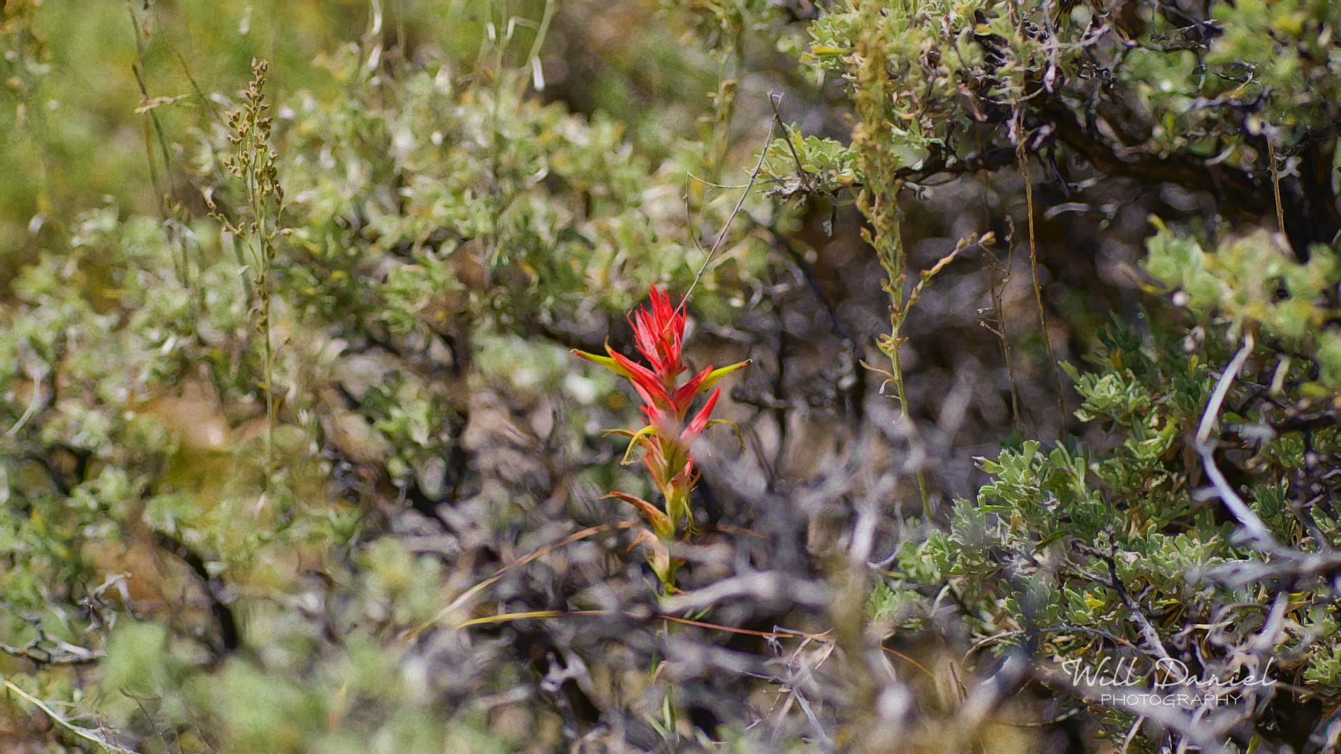 Colorado Remix Photos