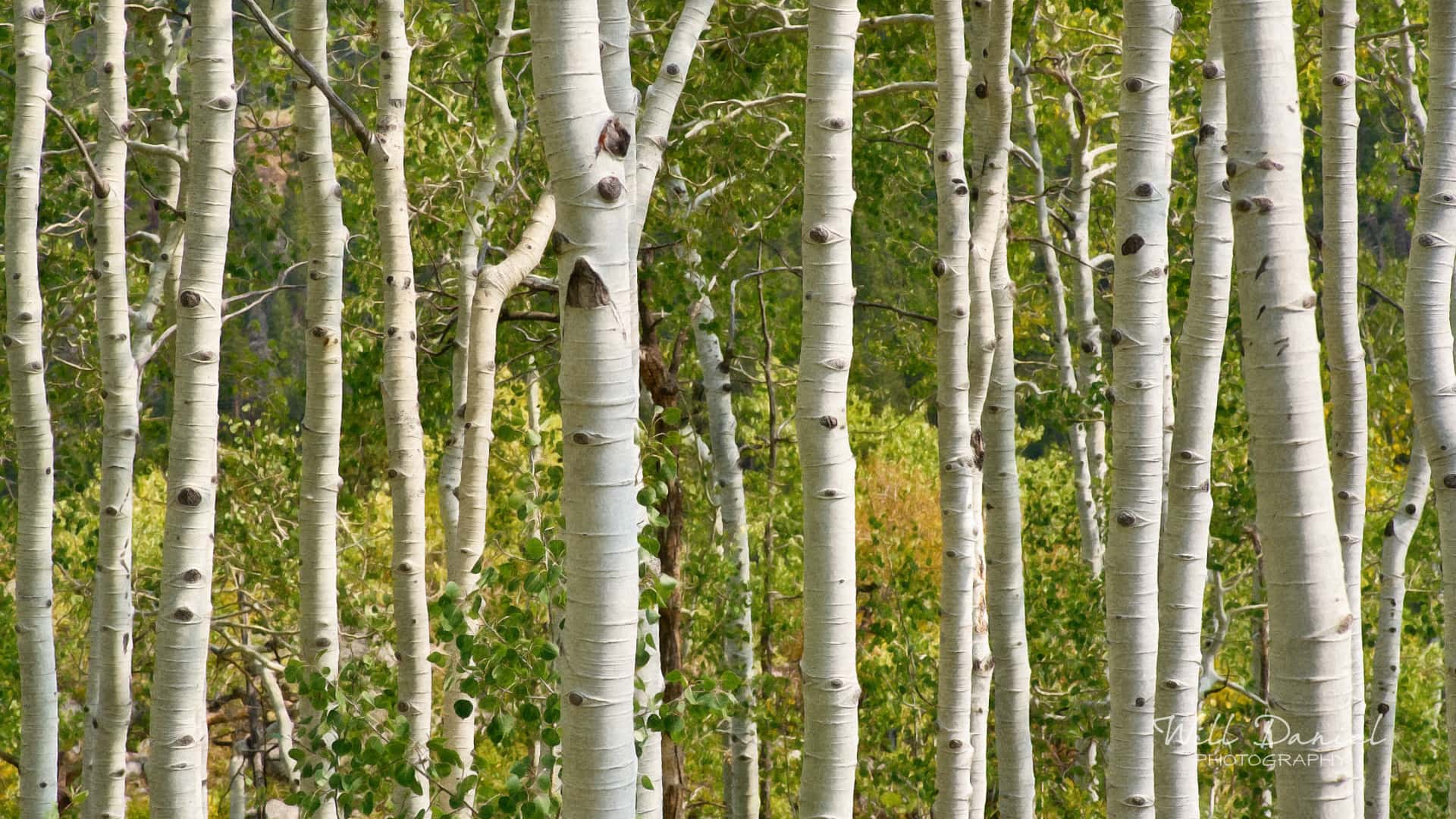 Colorado Remix Photos