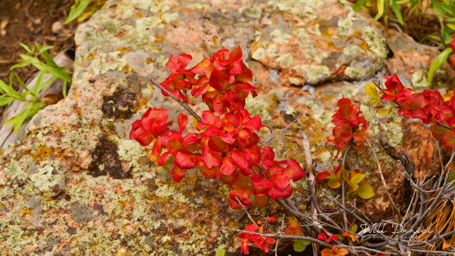 Colorado Remix Photos