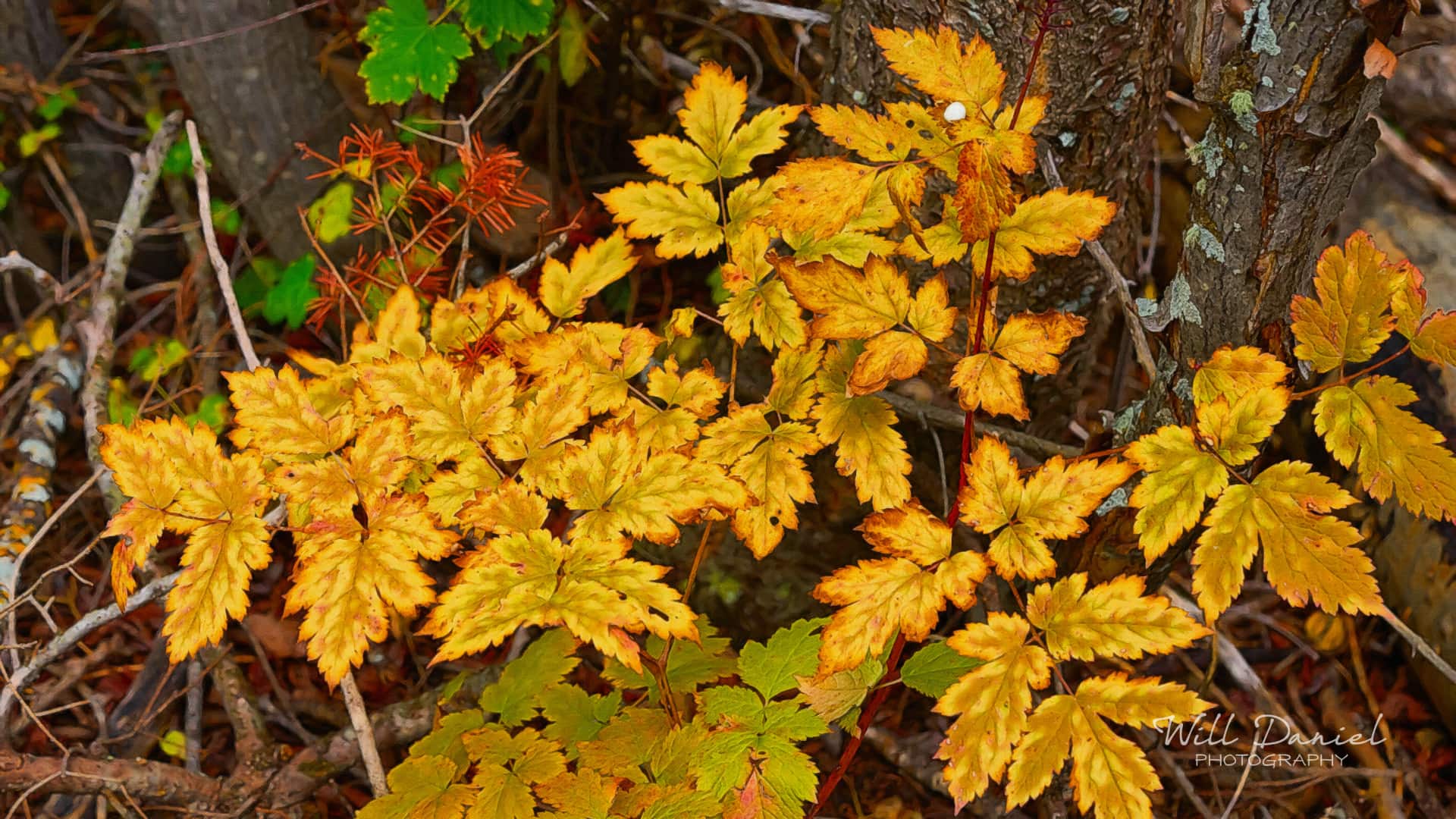 Colorado Remix Photos