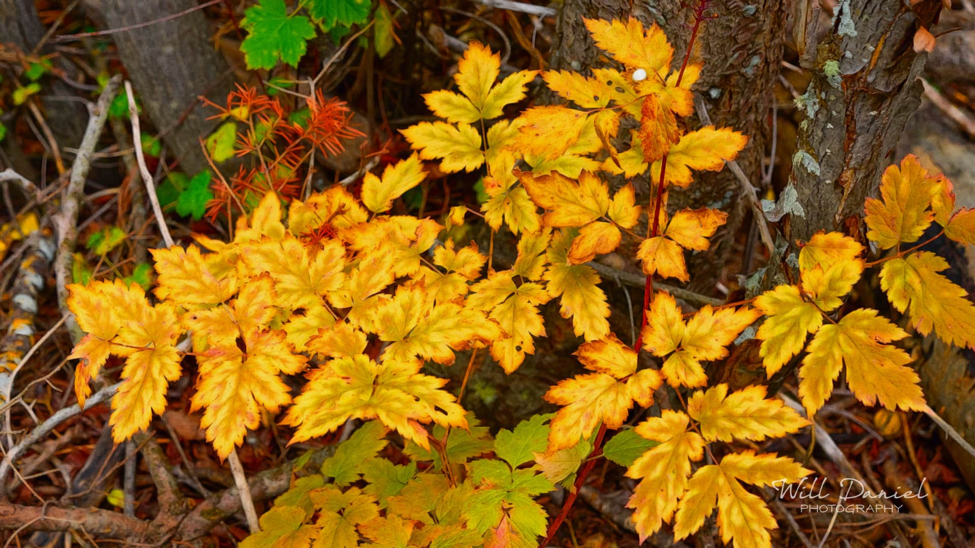 Colorado Remix Photos