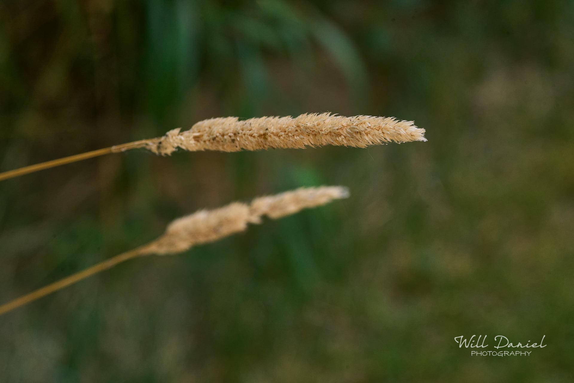 Lake Wanahoo Trail 712923