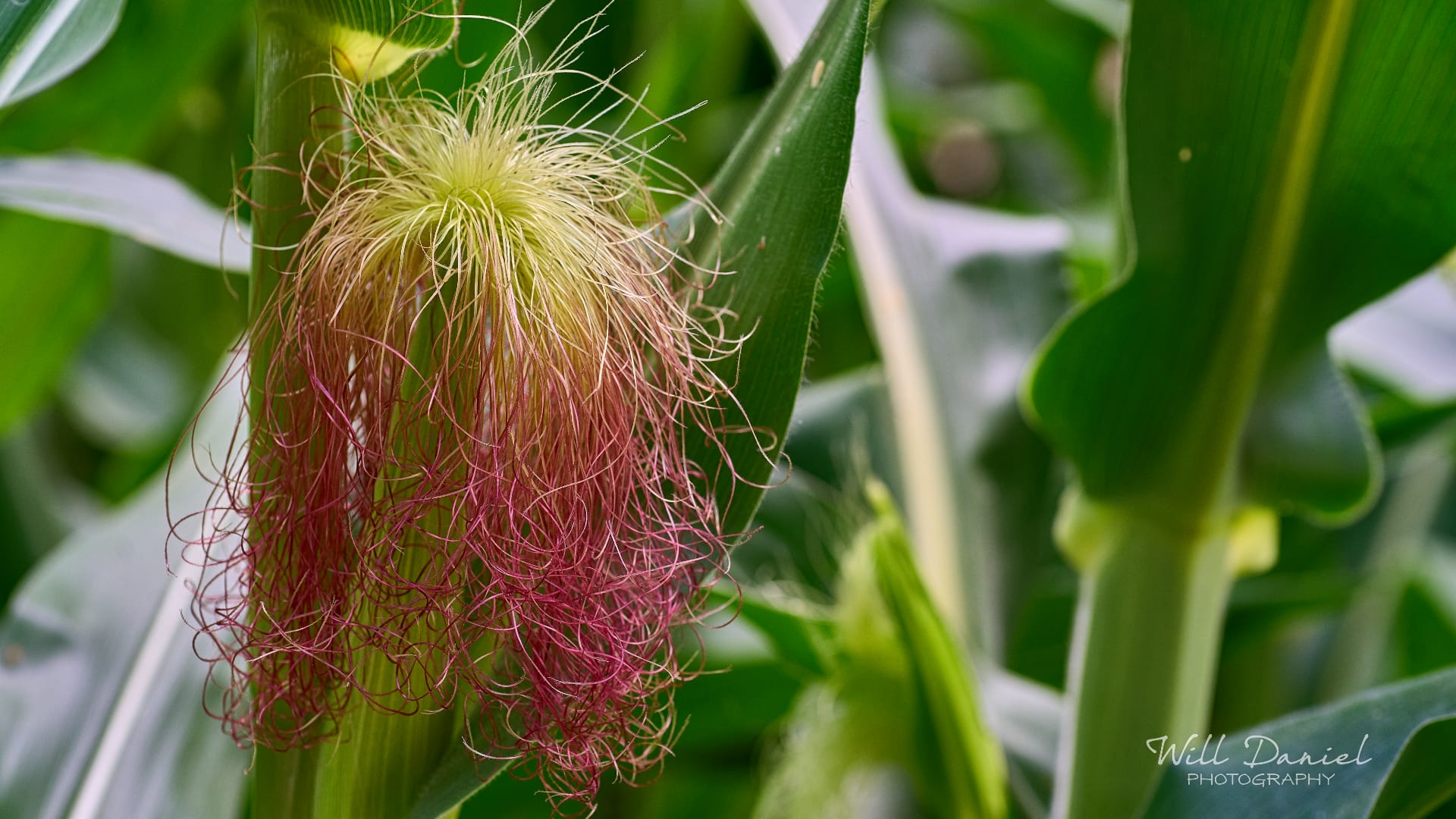 Nebraska Trail Photos