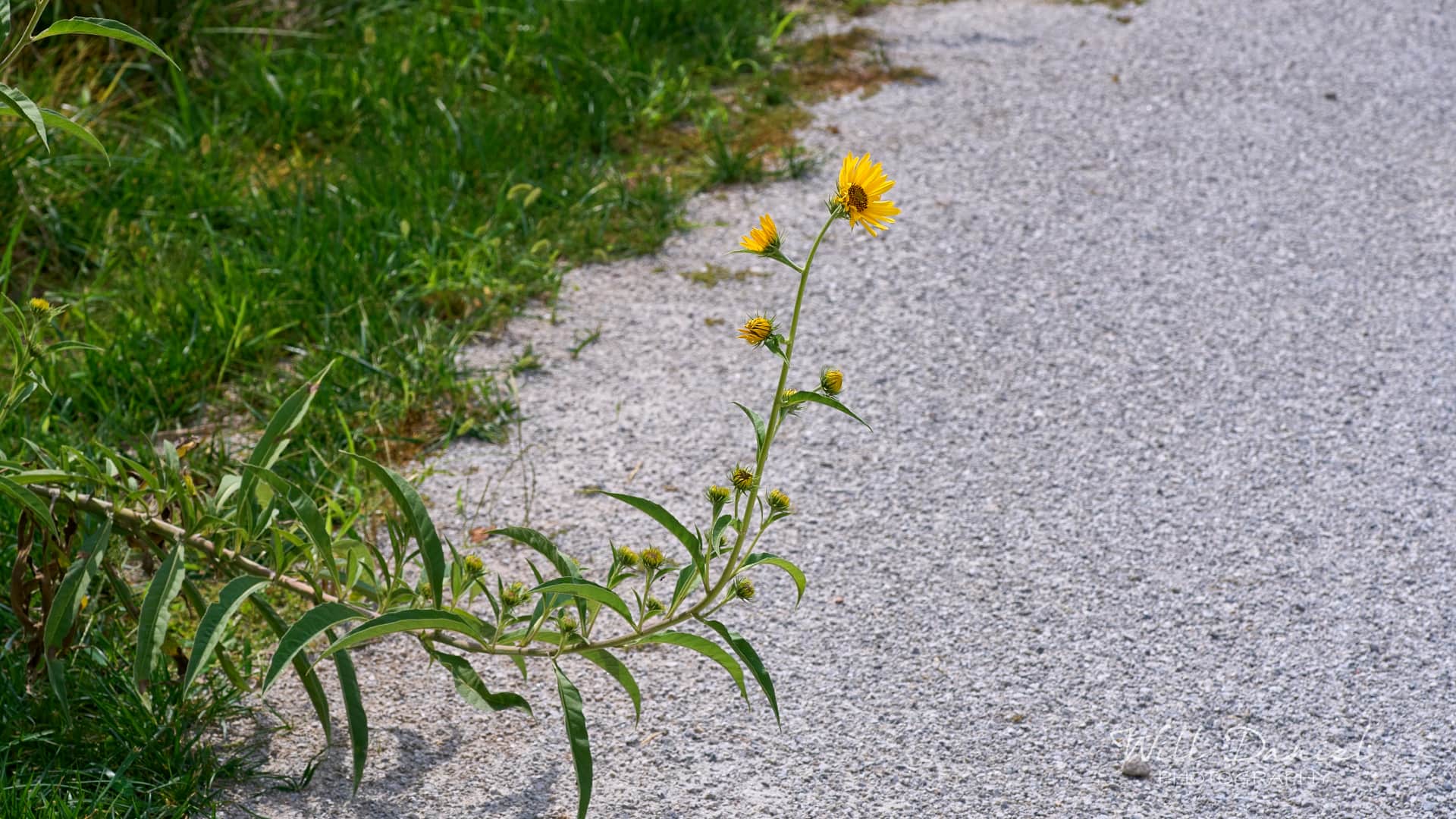 Nebraska Trail Photos