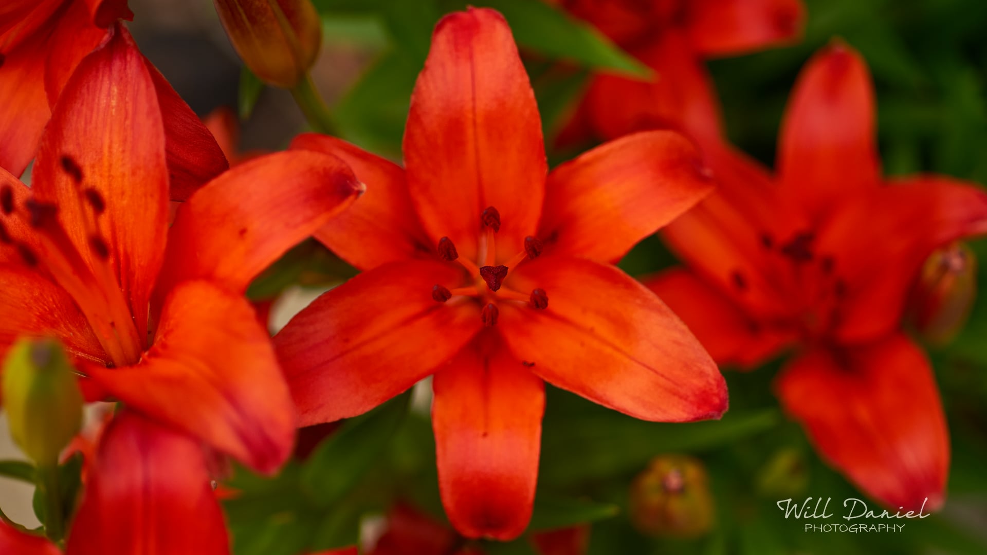 Buds and blooms photos