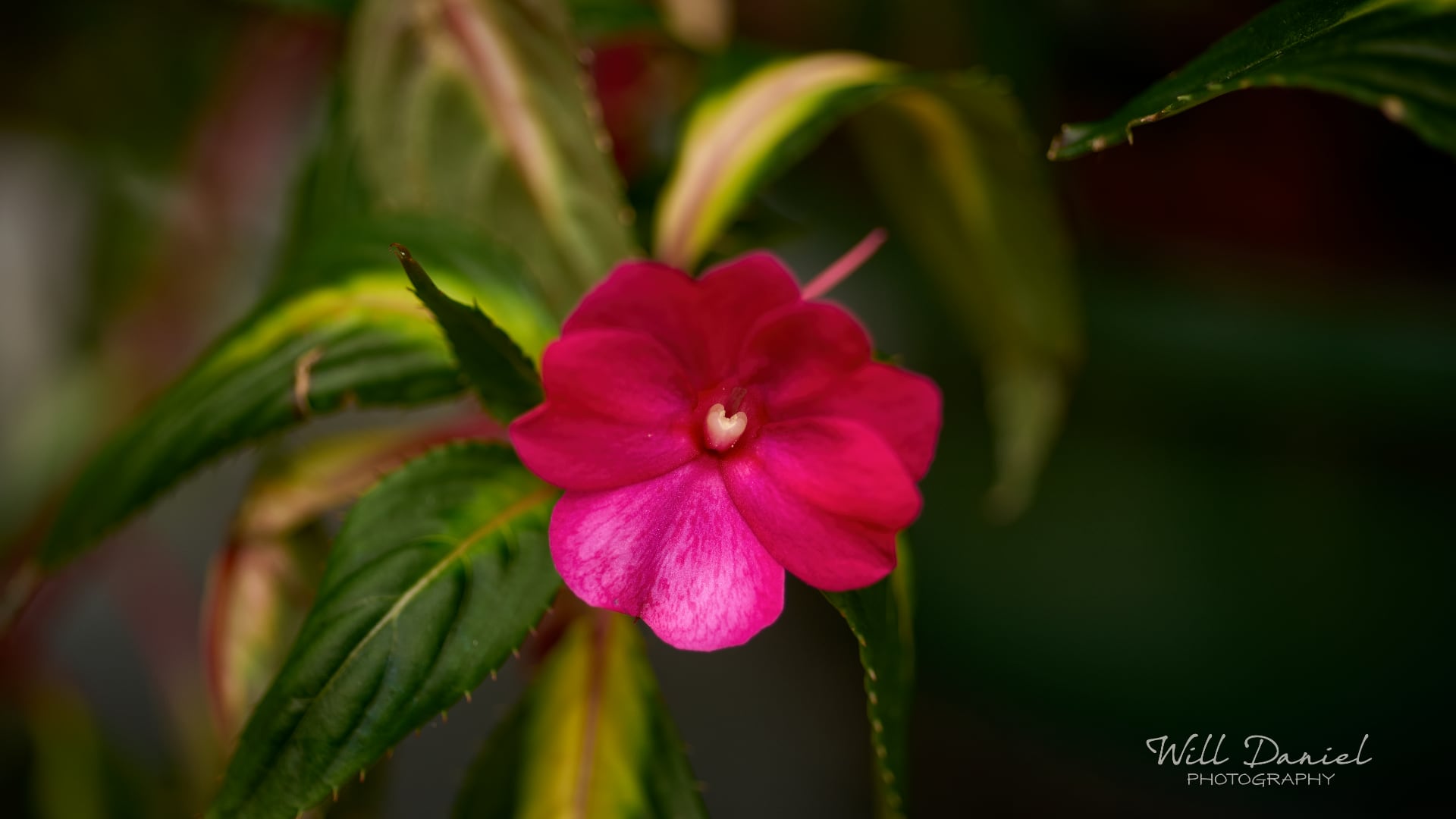 Buds and blooms photos