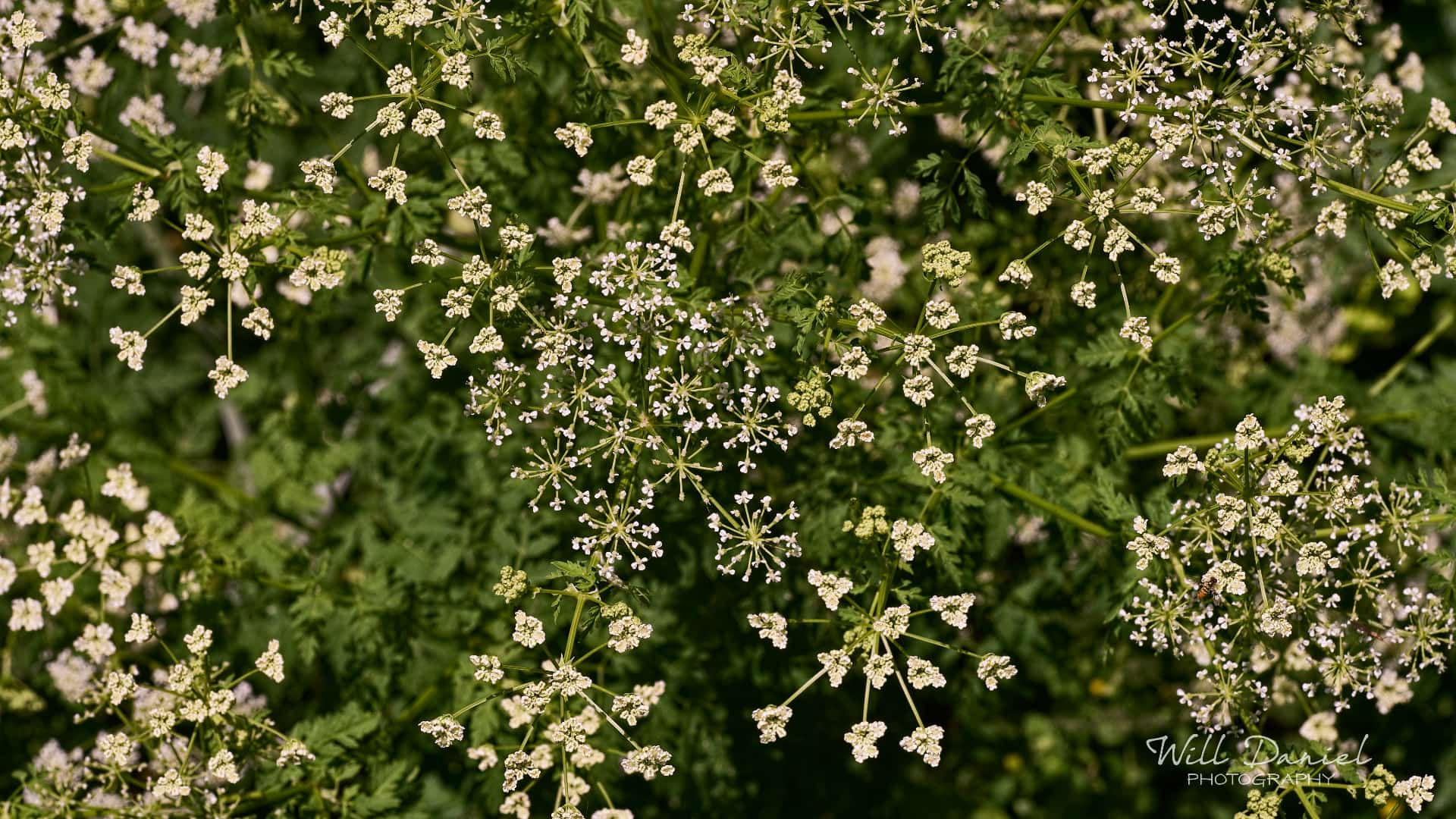 Buds and blooms photos