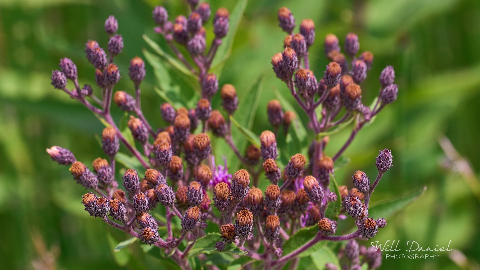 Buds and blooms photos