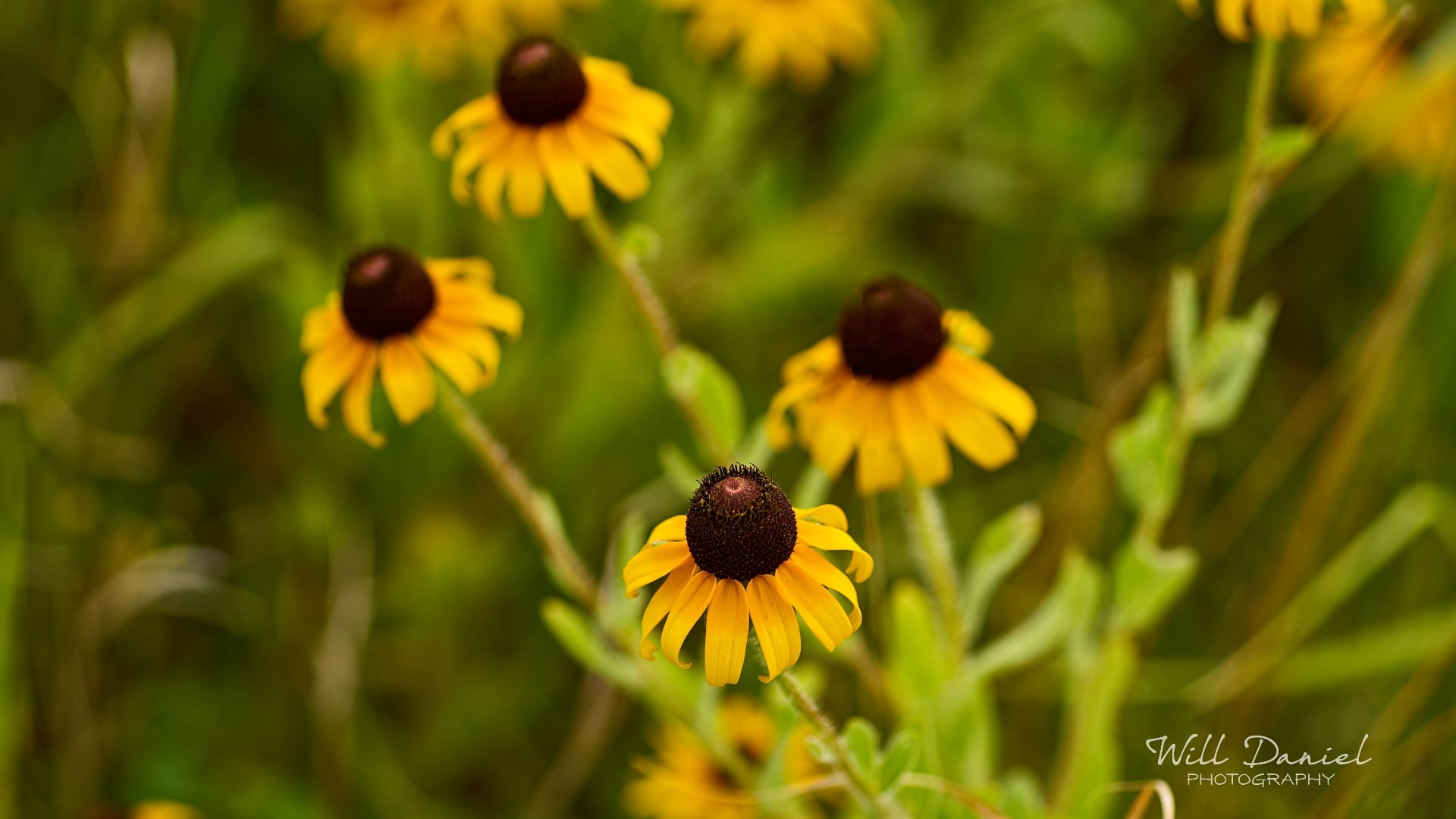 Buds and blooms photos