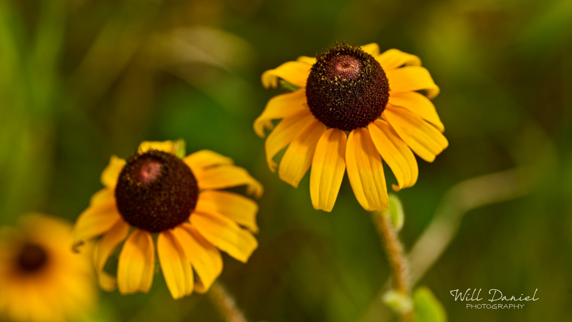 Buds and blooms photos