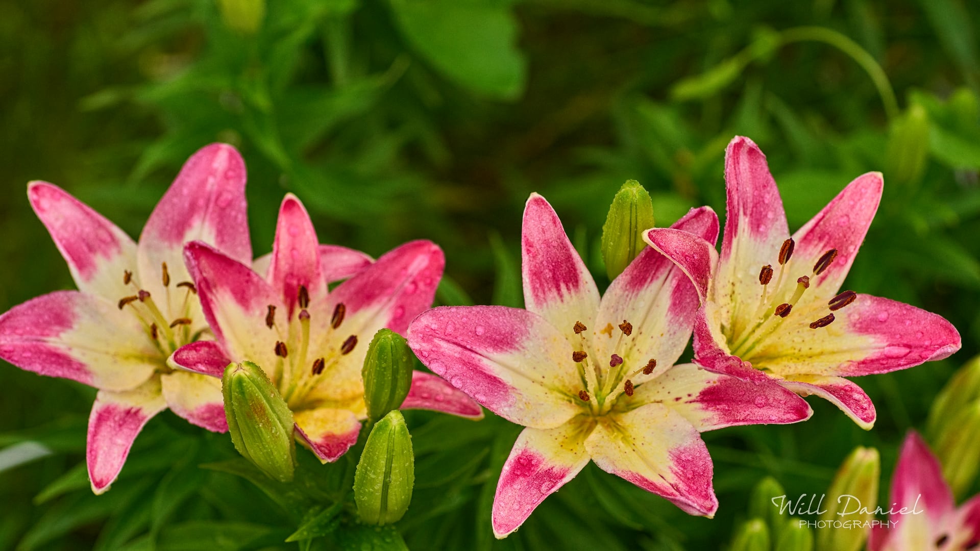 Buds and blooms photos