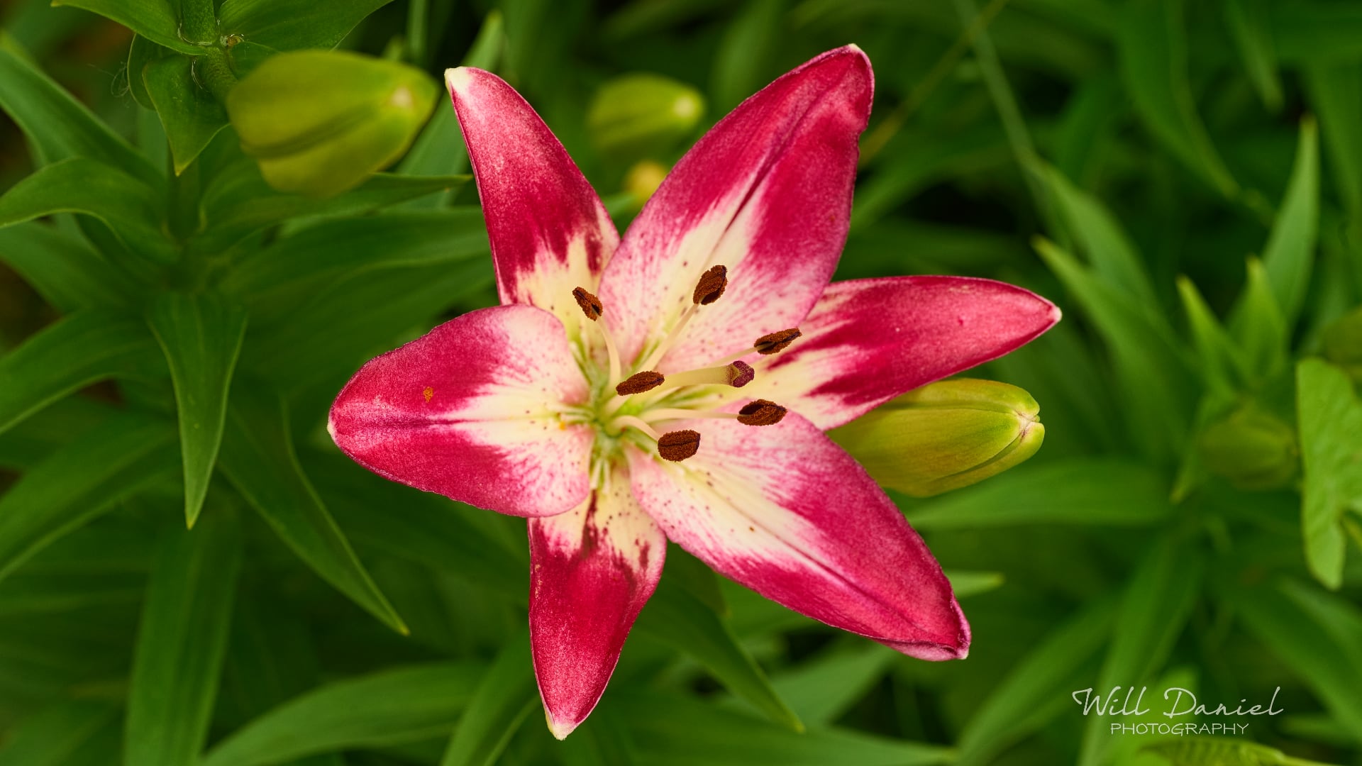 Buds and blooms photos