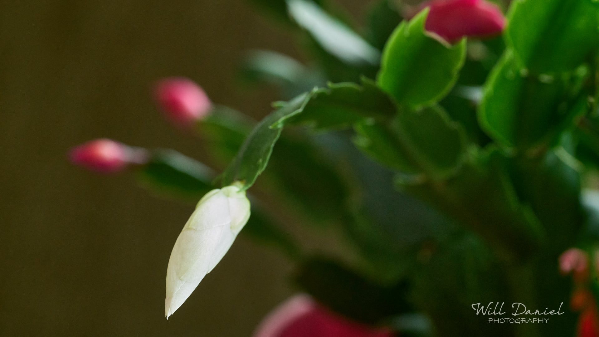 Buds and blooms photos