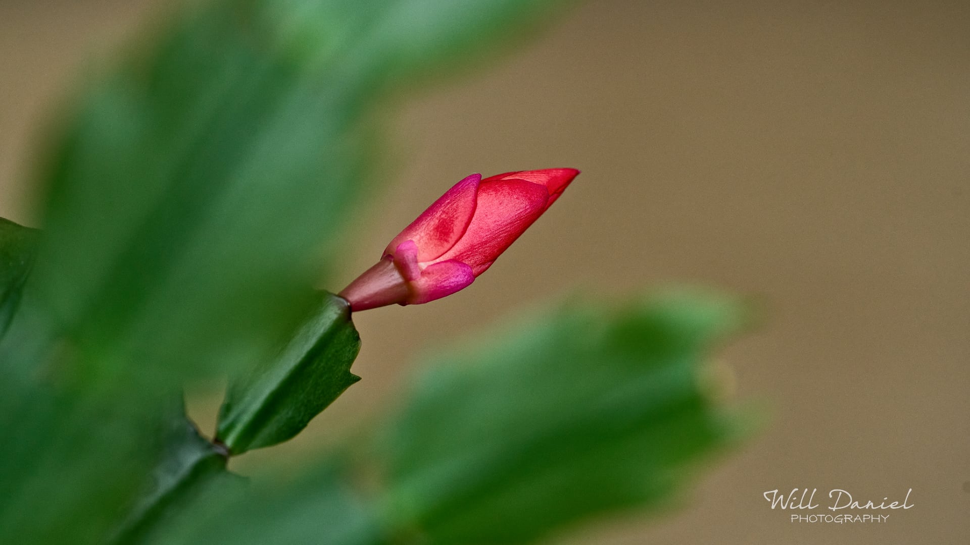 Buds and blooms photos