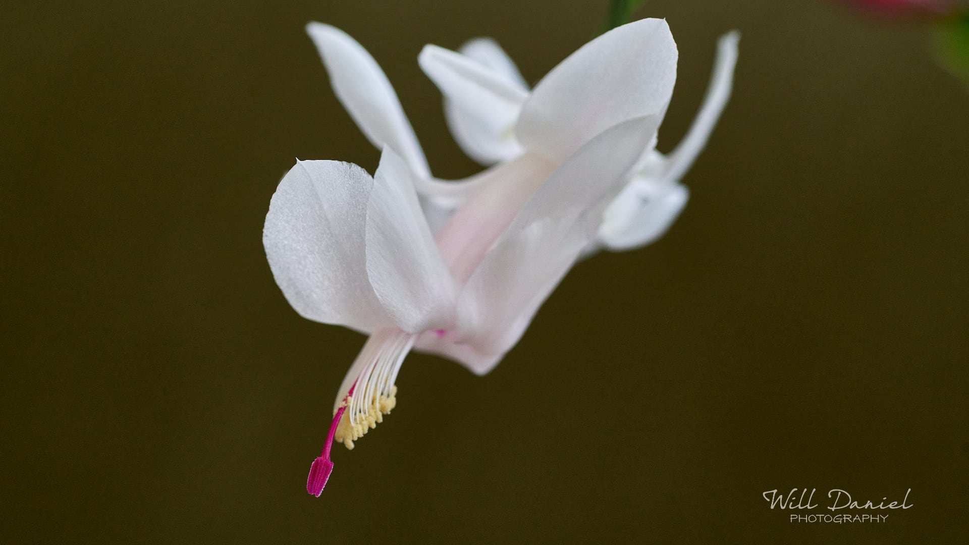 Buds and blooms photos