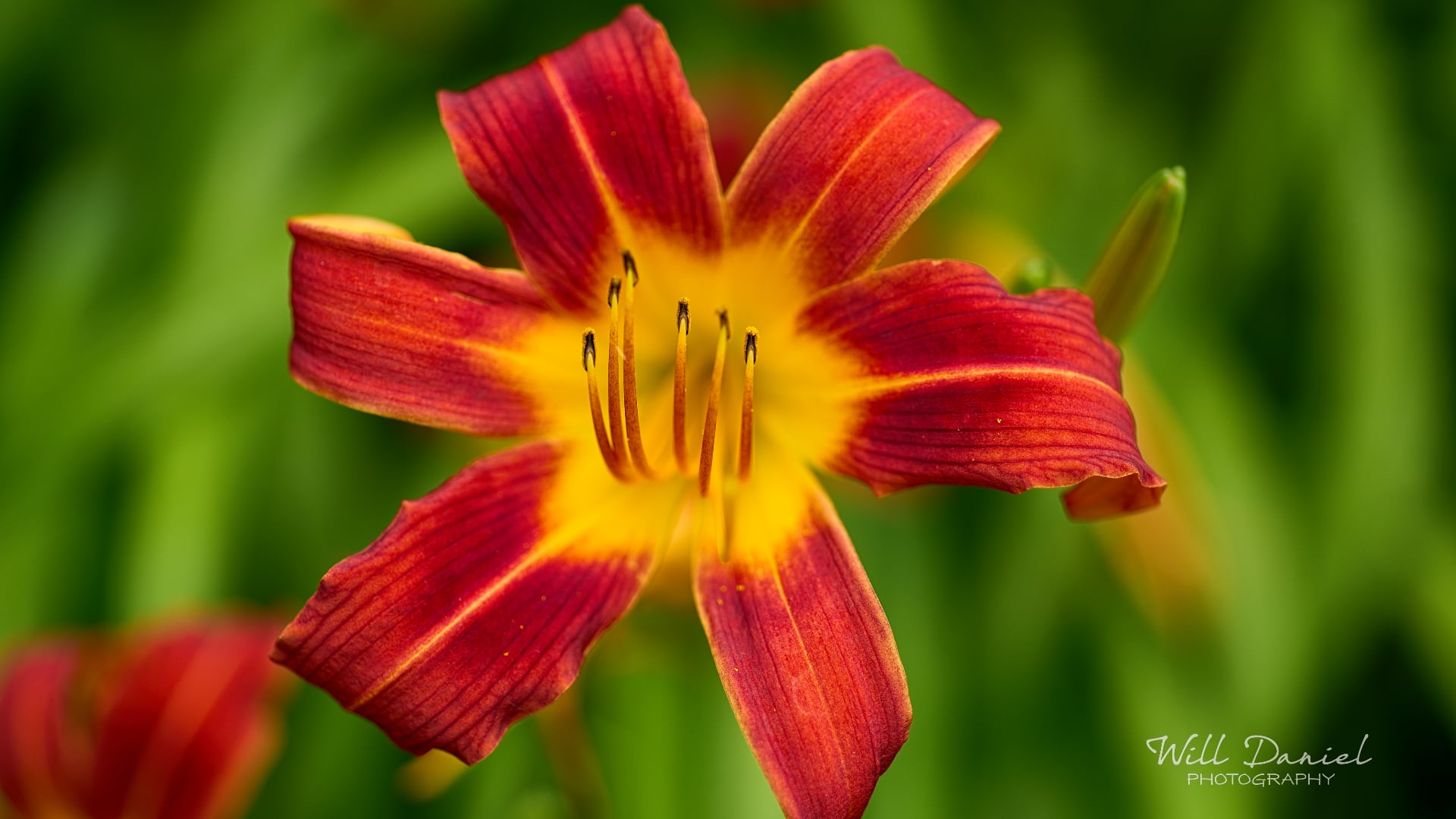 Buds and blooms photos