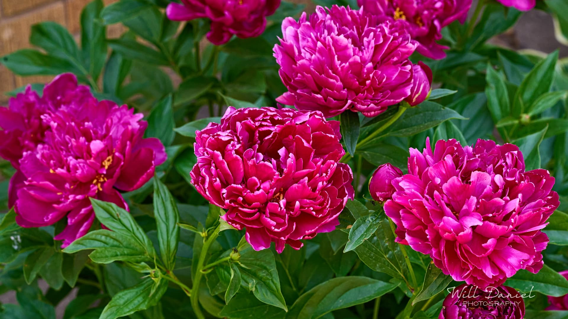 Buds and blooms photos