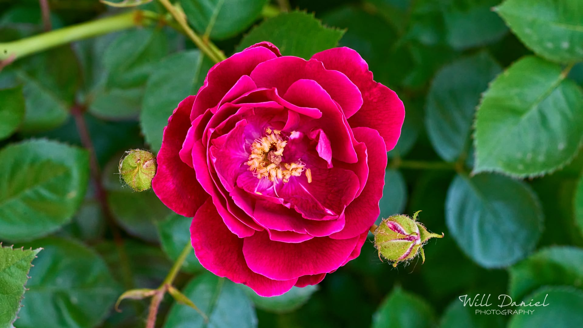Buds and blooms photos