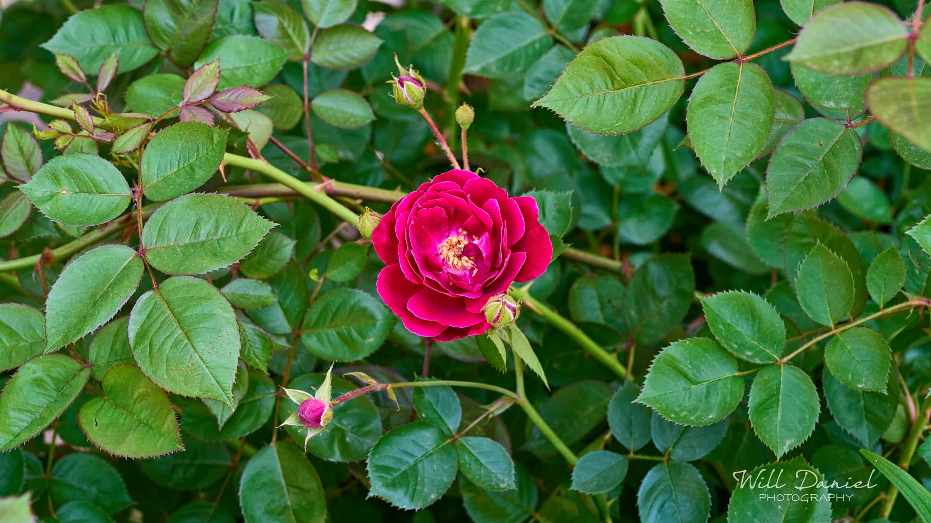 Buds and blooms photos