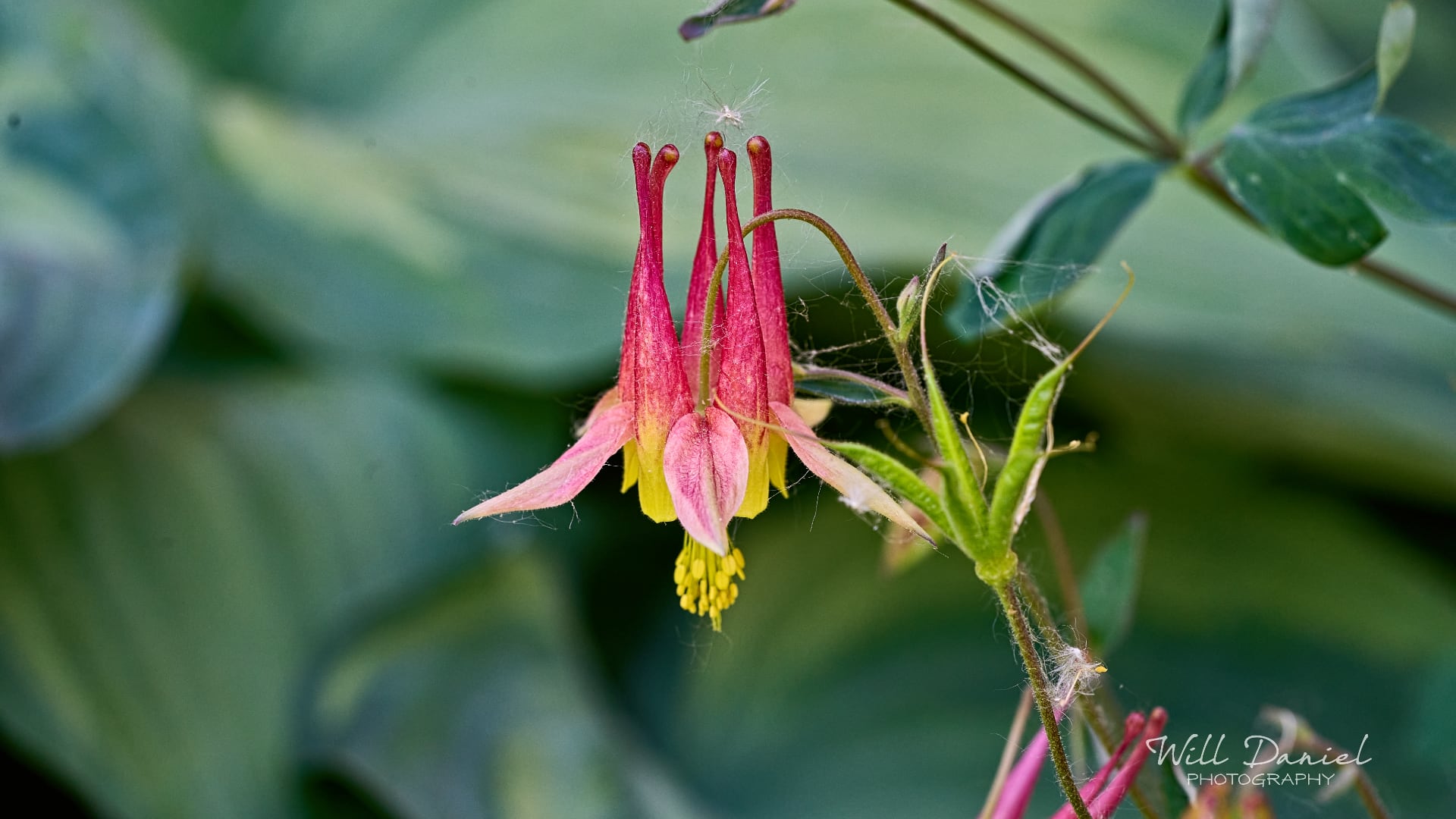 Buds and blooms photos
