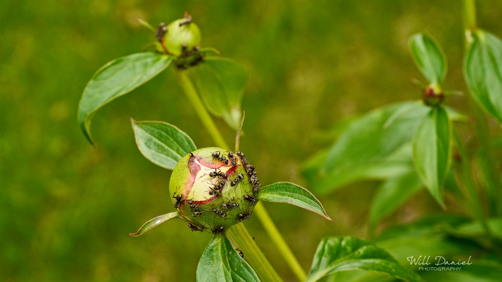 Buds and blooms photos