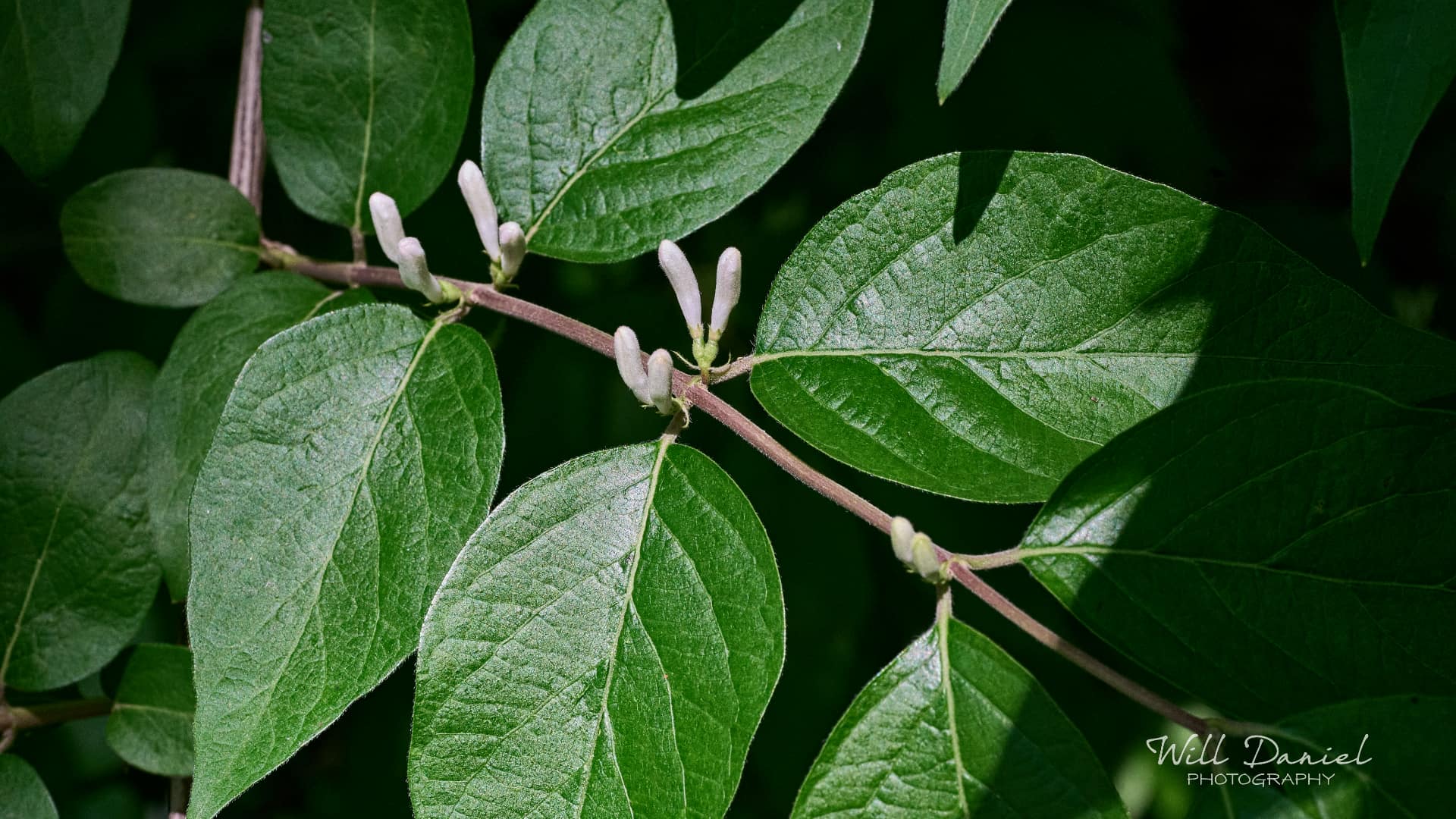 Buds and blooms photos