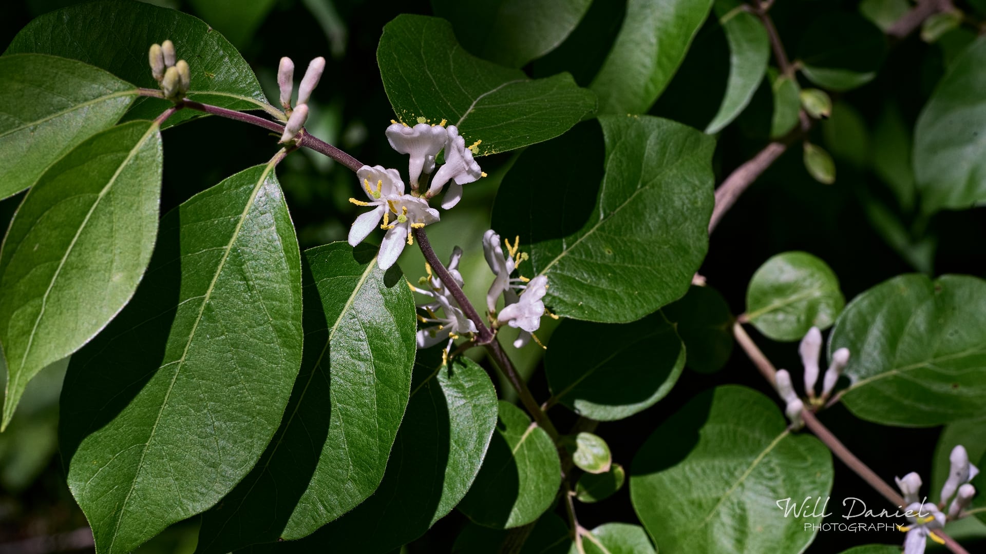 Buds and blooms photos