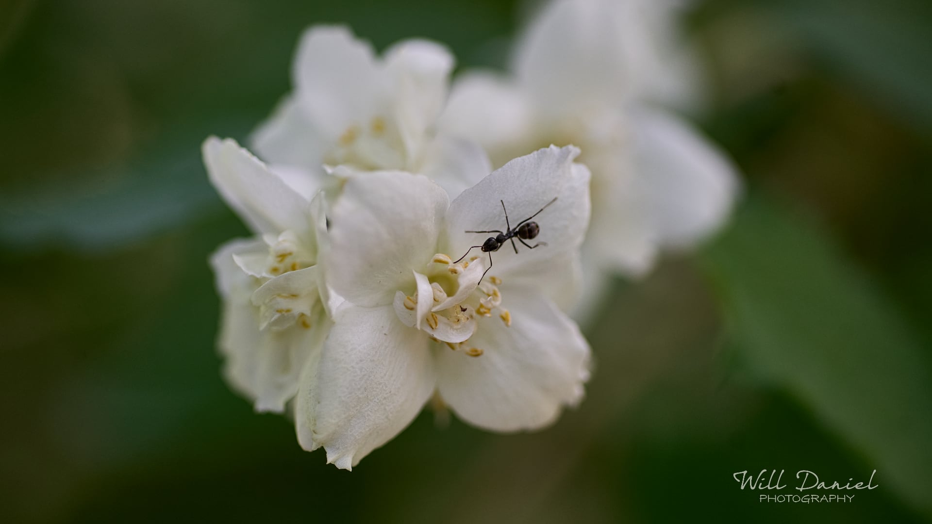 Buds and blooms photos