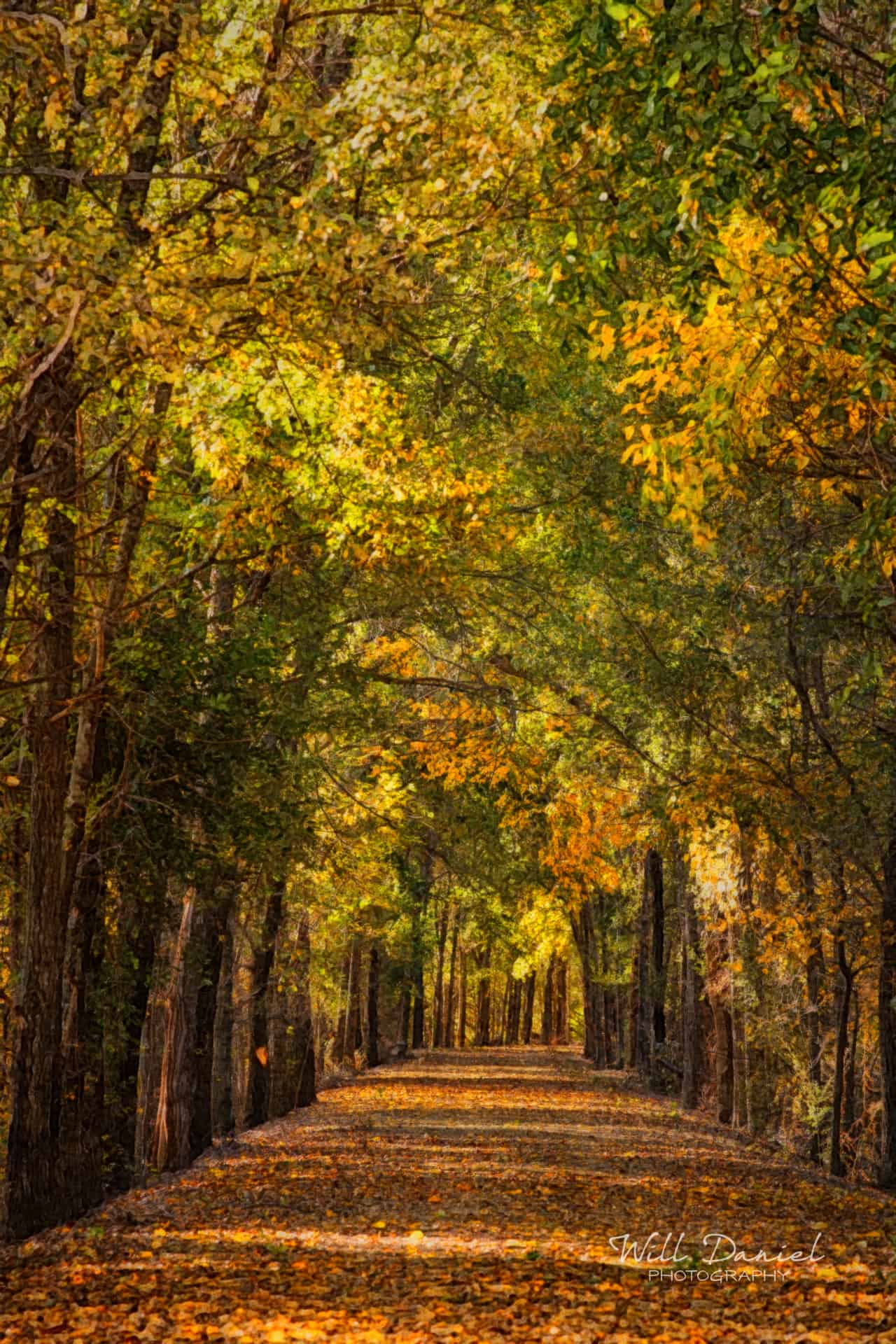 Dark Island Trail 56865_W2