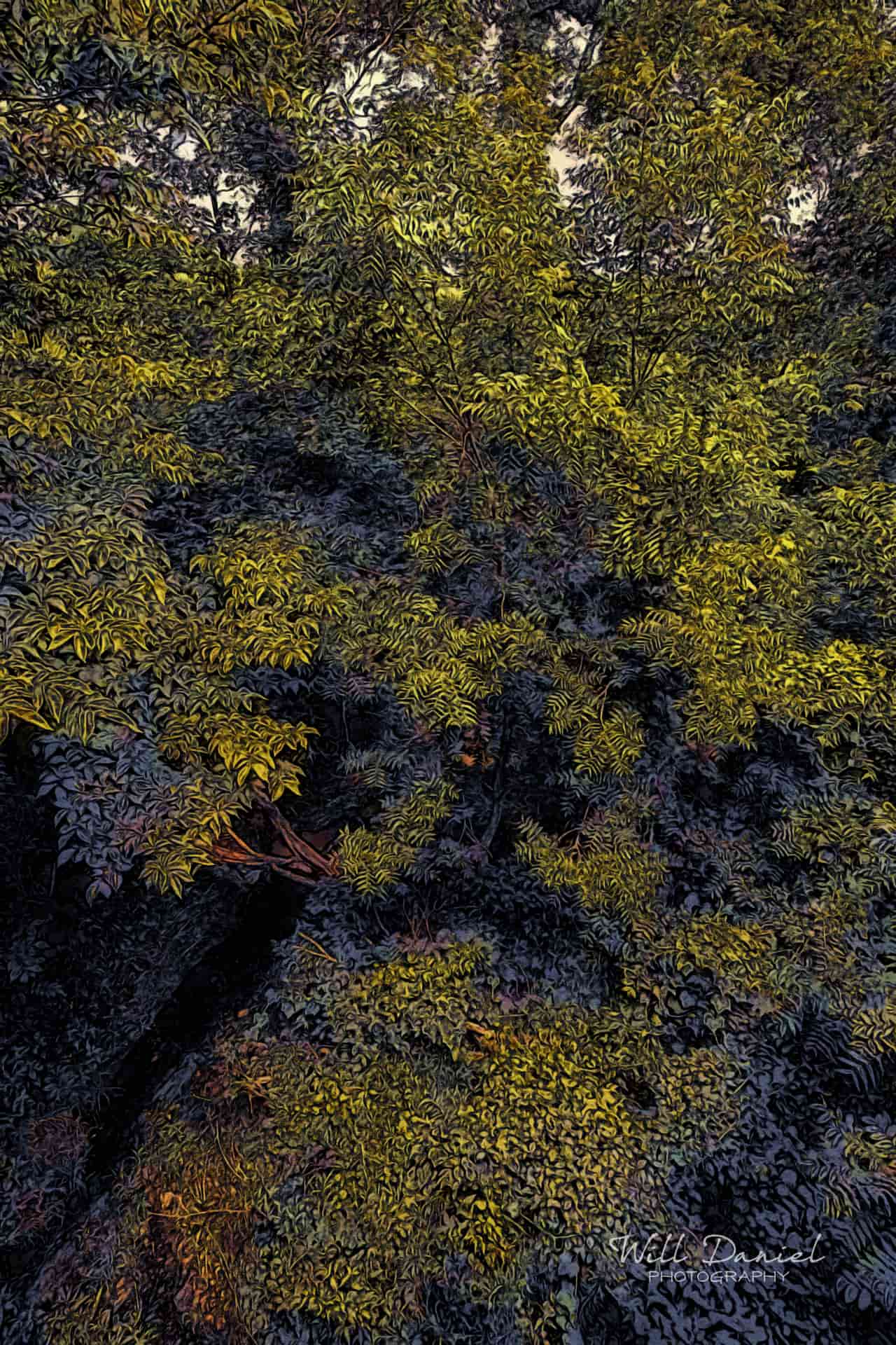 Oak Creek Trail 58857 ID celestial