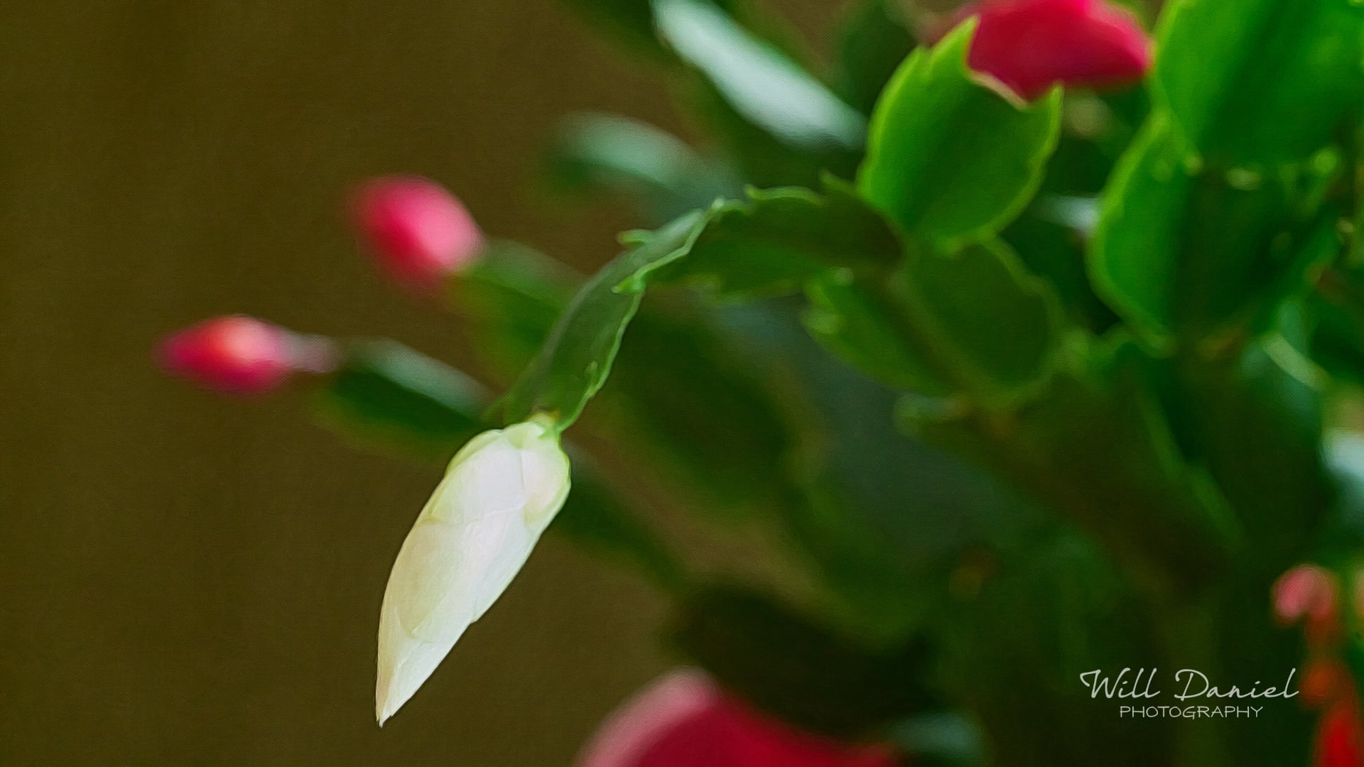 Nebraska Remix Photos