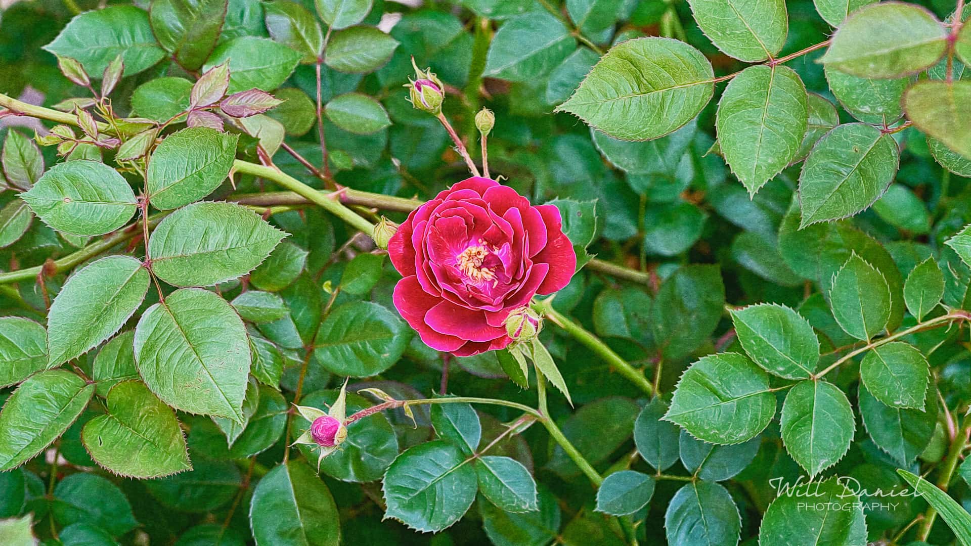 Nebraska Remix Photos