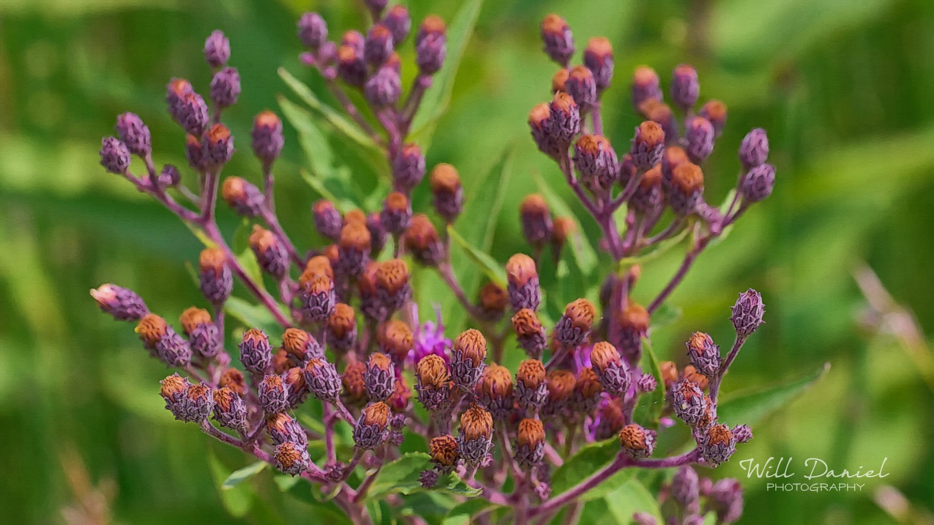 Nebraska Remix Photos