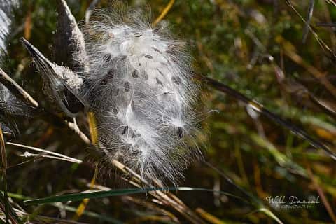Lake Wanahoo Trail 720027_I2