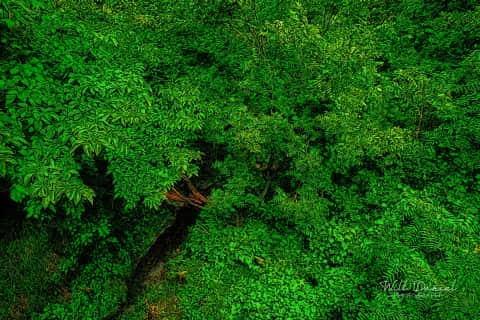 Oak Creek Trail 58861 ID techna