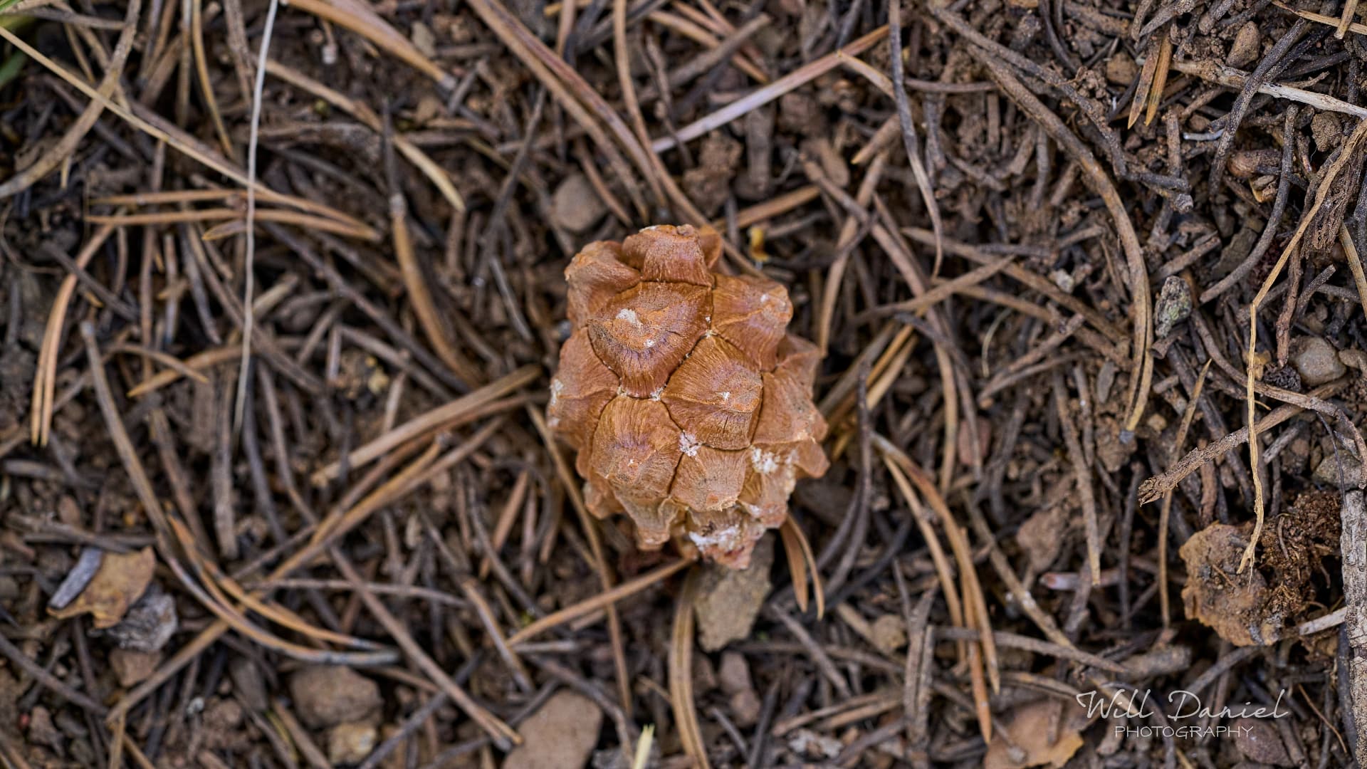 New Mexico Trail Photos