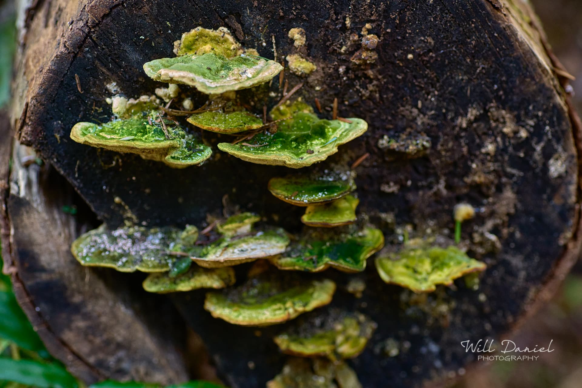 Beaver Lake Trail 131