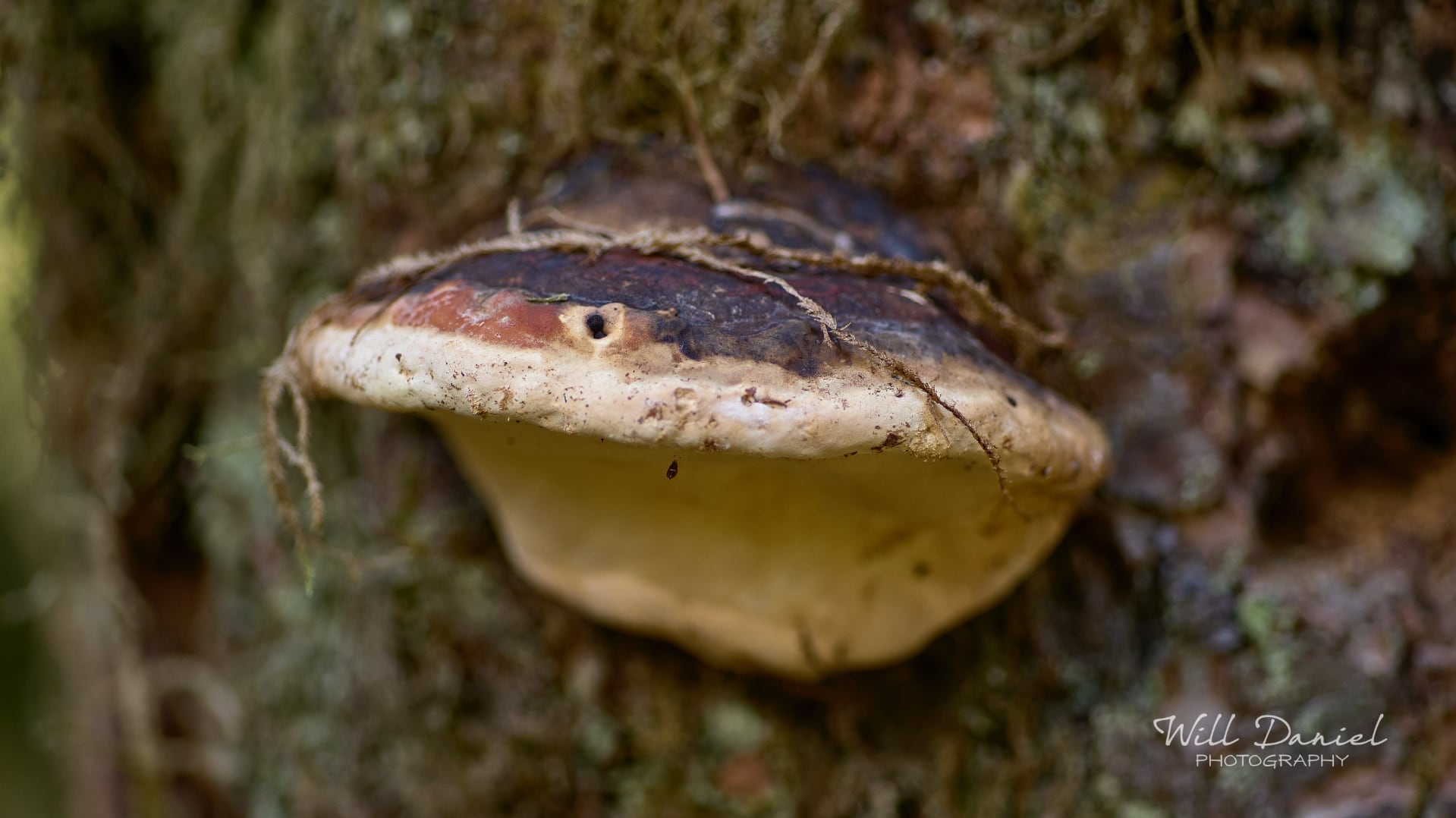 Washington Trail Photos