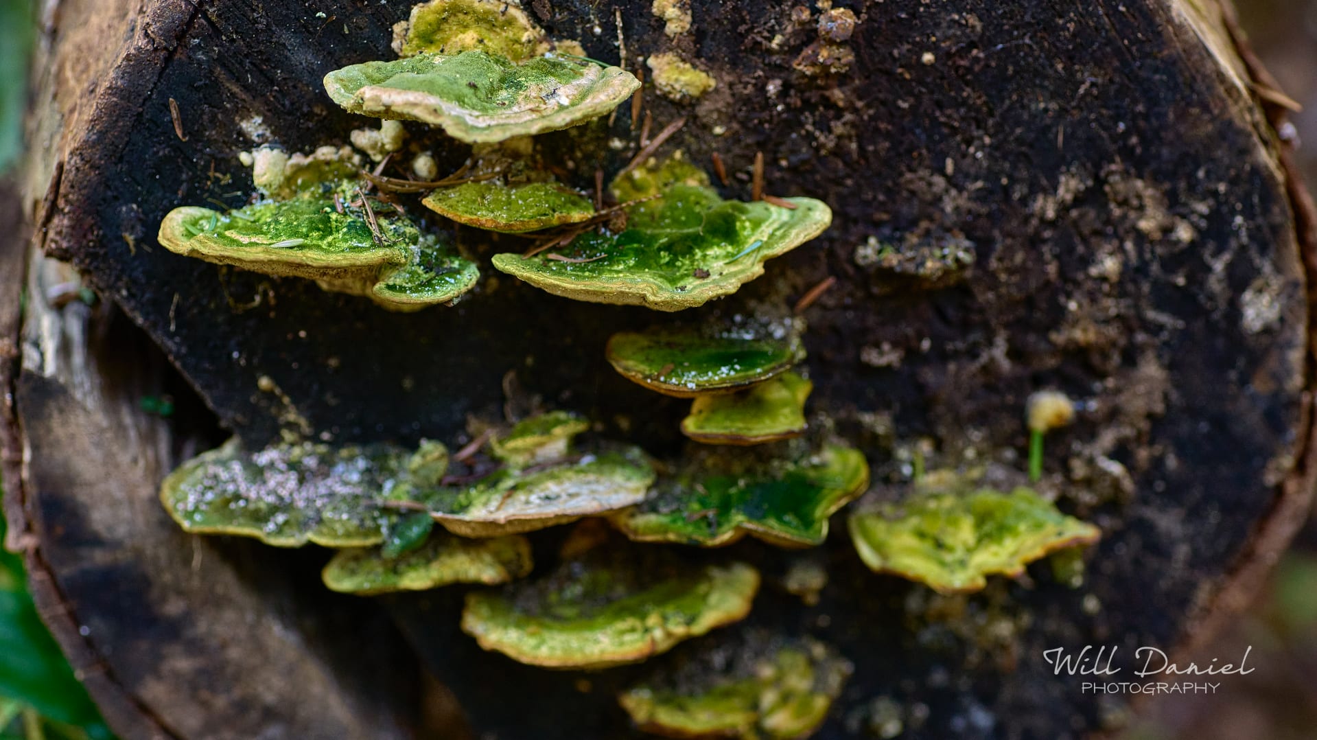 Washington Trail Photos