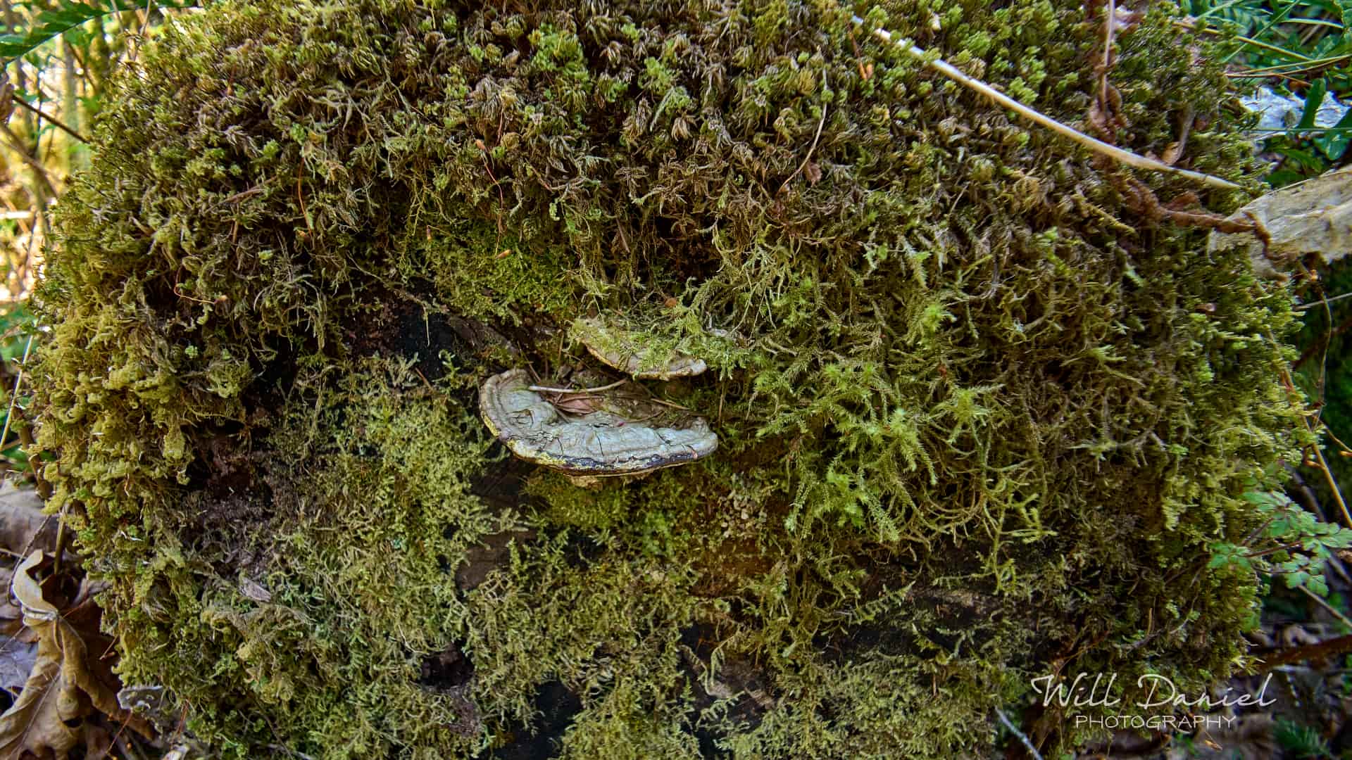 Washington Trail Photos