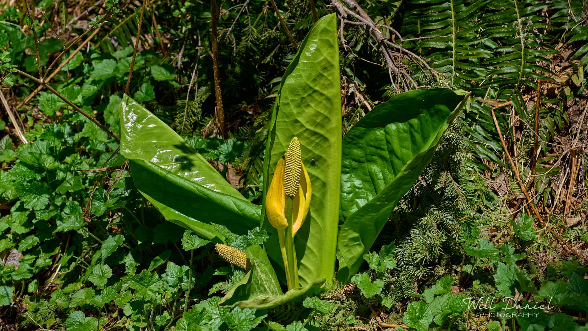 Washington Trail Photos