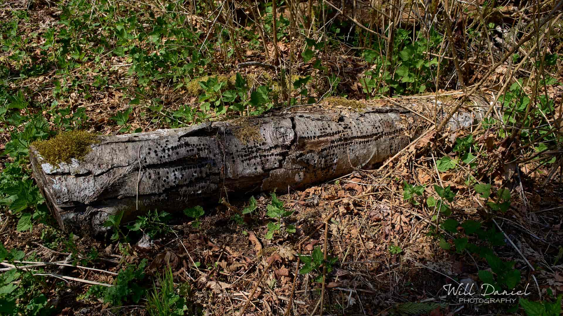 Washington Trail Photos